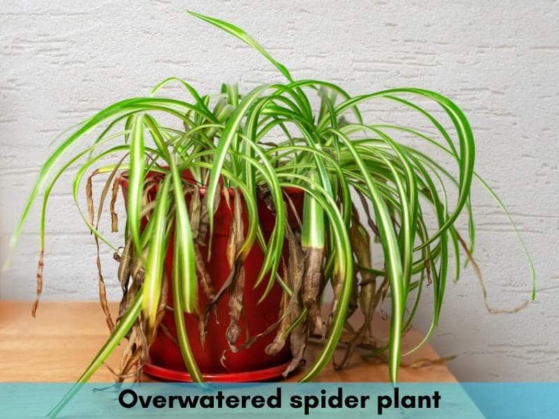 A spider plant with black droopy leaves from overwatering.