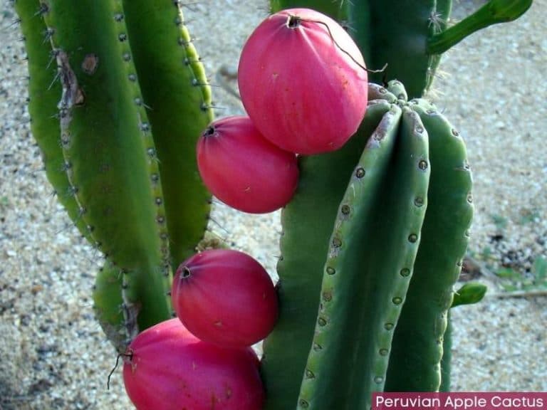 Peruvian Apple Cactus (Cereus peruvianus) Care + Growing Tips