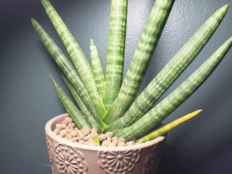 7 Snake Plant Problems and Disadvantages