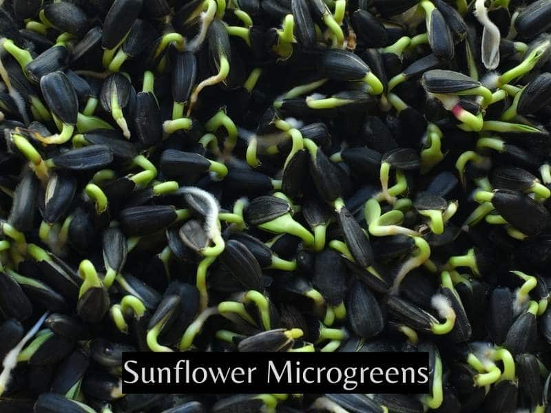 Growing Sunflower Microgreens