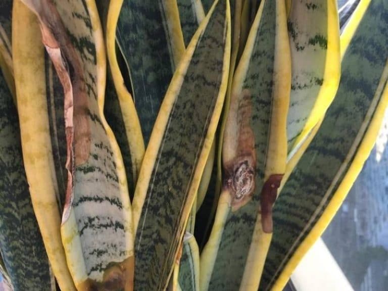 Underwatered Snake Plant Signs + How to Revive It Quickly