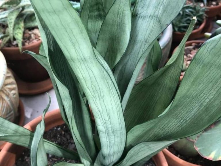 Wrinkled Snake Plant Leaves: Causes + Fixes