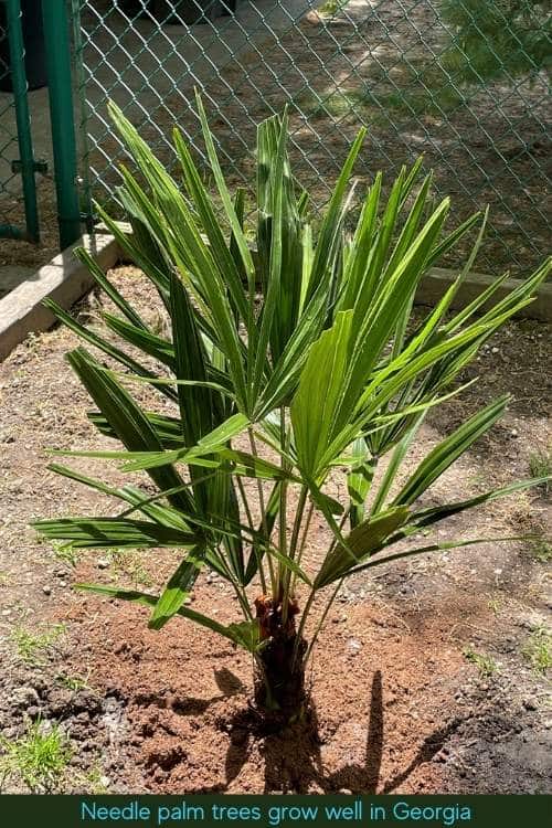 Needle palm tree