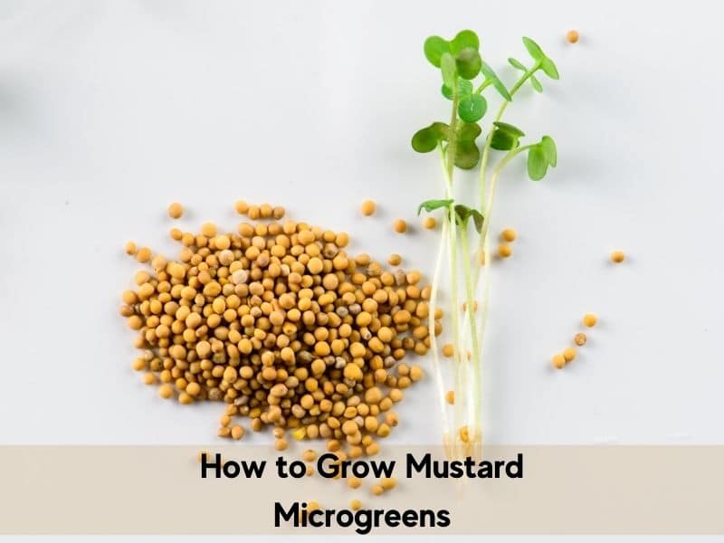 How to grow mustard microgreens
