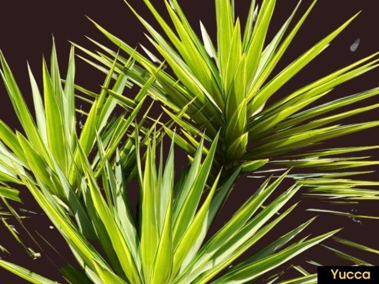 Yucca plant - plants that look like aloe vera