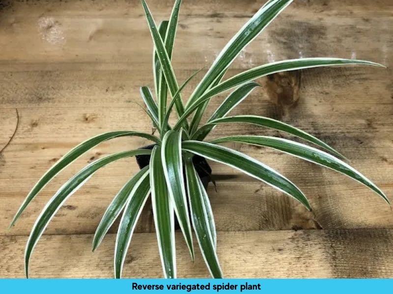 Reverse Variegated Variety of Spider Plant