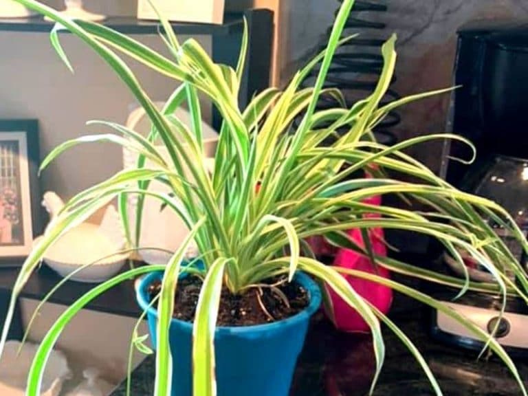 spider plant leaves turning yellow