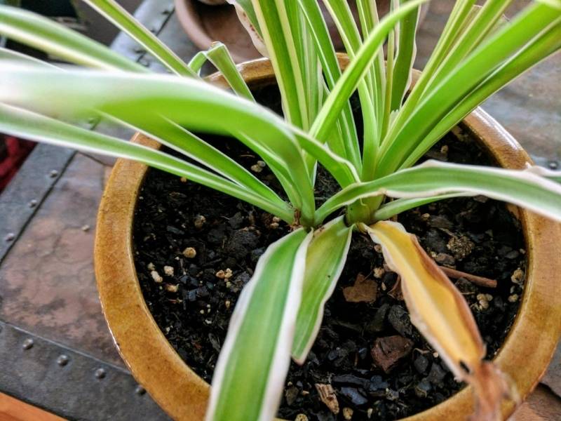 Old foliage on spider plant turning yellow