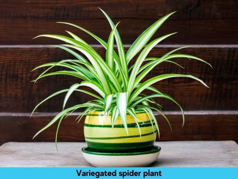variegated type of spider plant