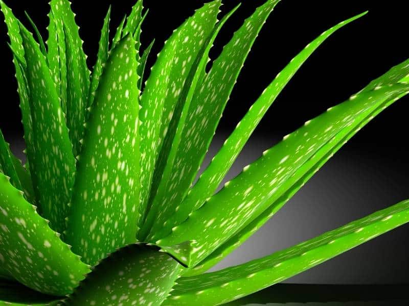 Aloe vera air purifying succulent