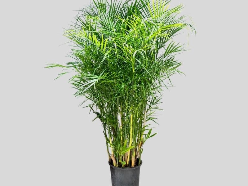 Bamboo palm