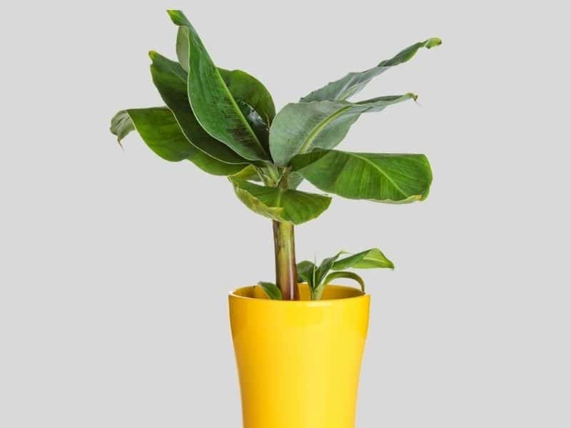 Banana plant for air cleaning