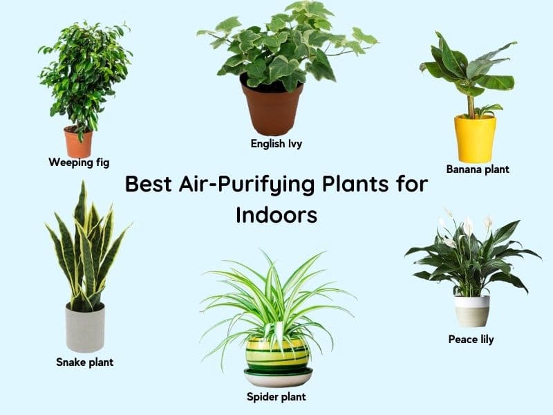 Pocyures de plantes purificatrices d'air intérieur