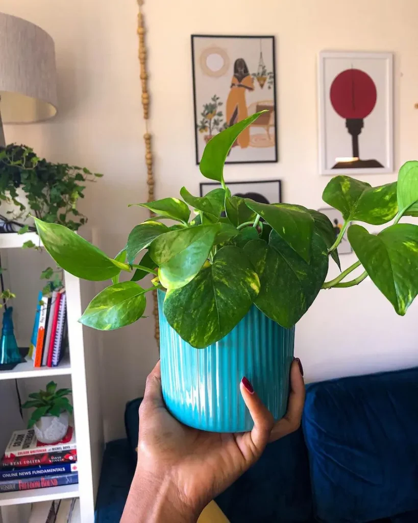A healthy pothos plant in a blue planter.