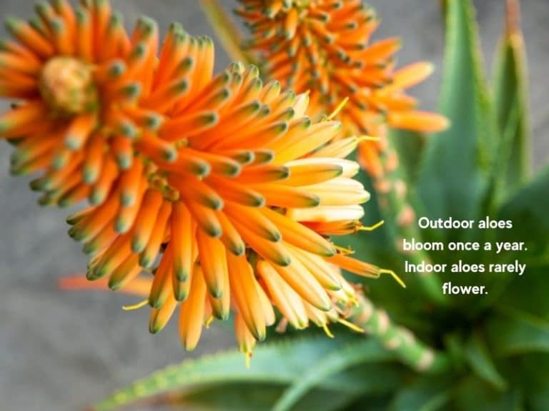 Do Aloe Vera Plants Bloom? How Often, Care + Flower Colors