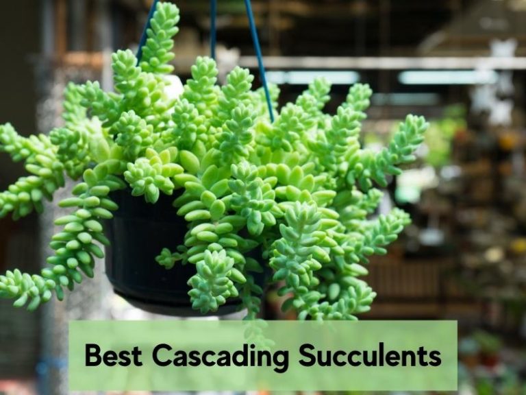 Best cascading succulents