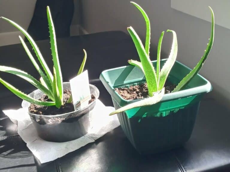 Can Aloe Vera Plants Survive Cold and Come Back after Winter?