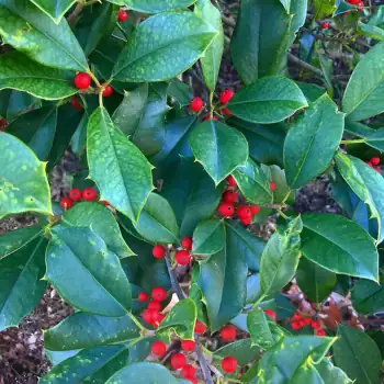 English Holly with bright red fruit