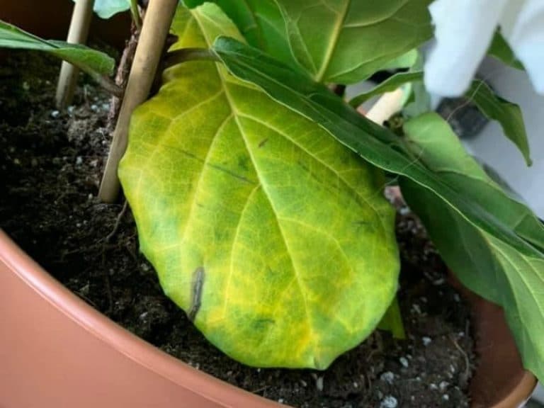 Fiddle leaf fig leaves turning yellow