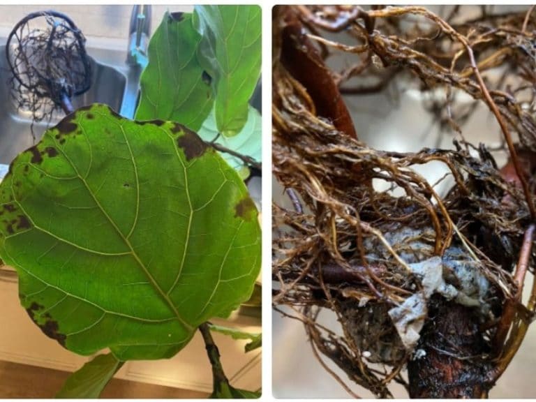 Fiddle Leaf Fig Root Rot: Causes, Signs and Fixes