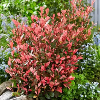 Fraser Photinia with colorful leaves.