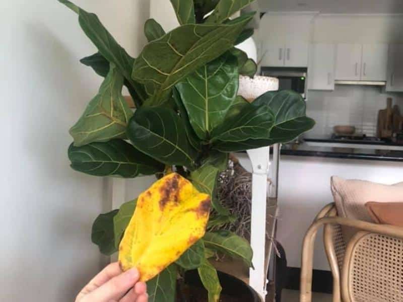 Remove old yellow leaves on fiddle leaf fig
