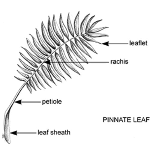 Parts of a palm frond