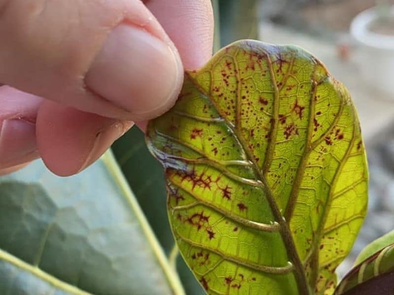 red spots on fiddle leaf fig
