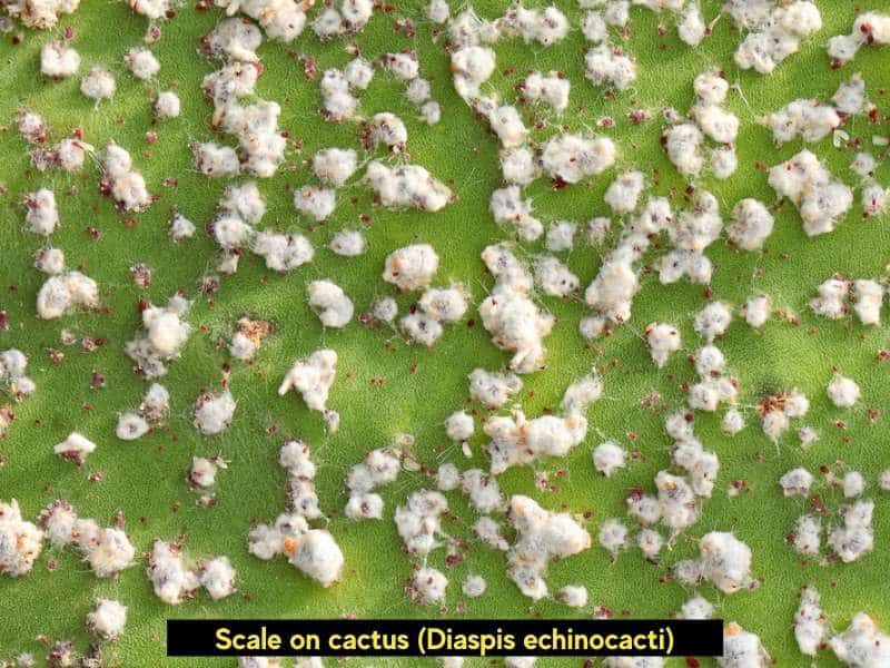 Scale on cactus