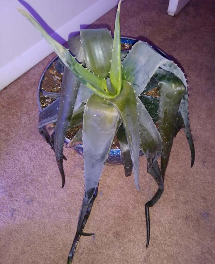 Signs of cold damage on aloe