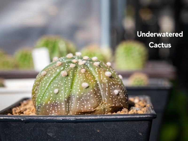 Underwatered Cactus: Signs + How to Save the Succulent - Gardenine