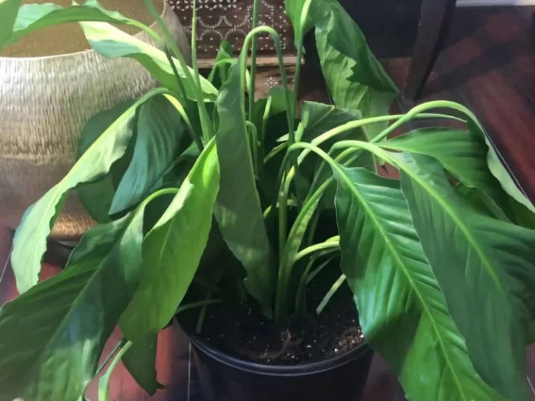 Underwatered peace lily