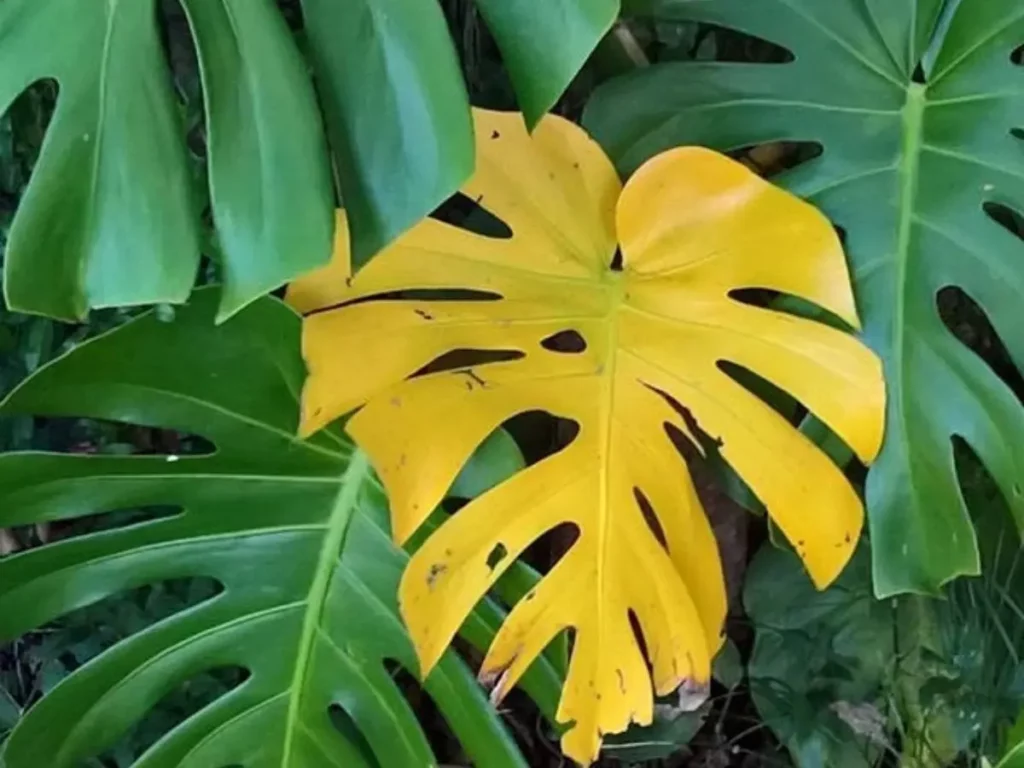 Yellowing monstera leaves.