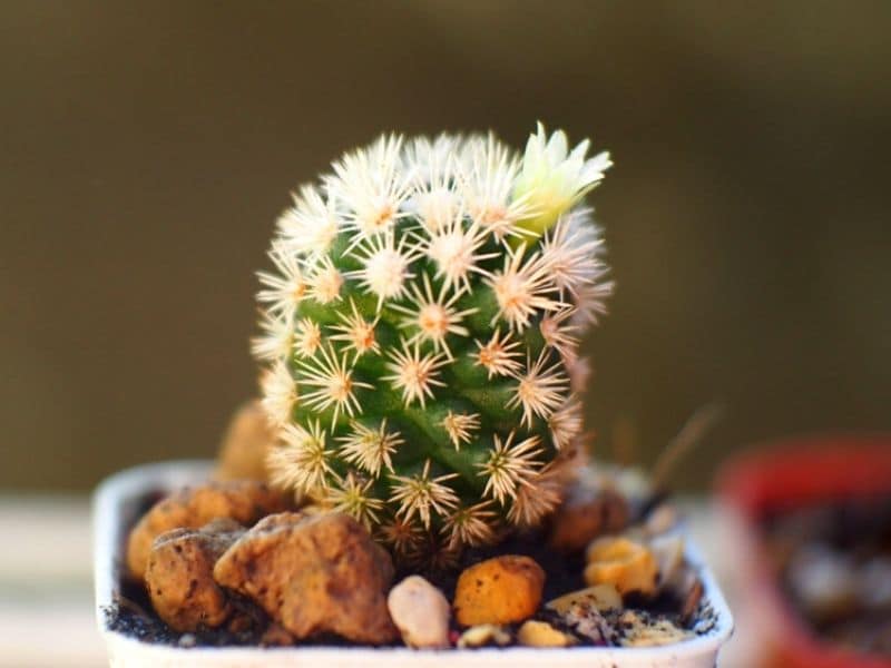 Arizona Snowcap cactus