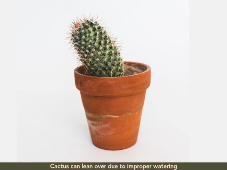 Cactus Leaning and Falling Over:  Causes and Fixes