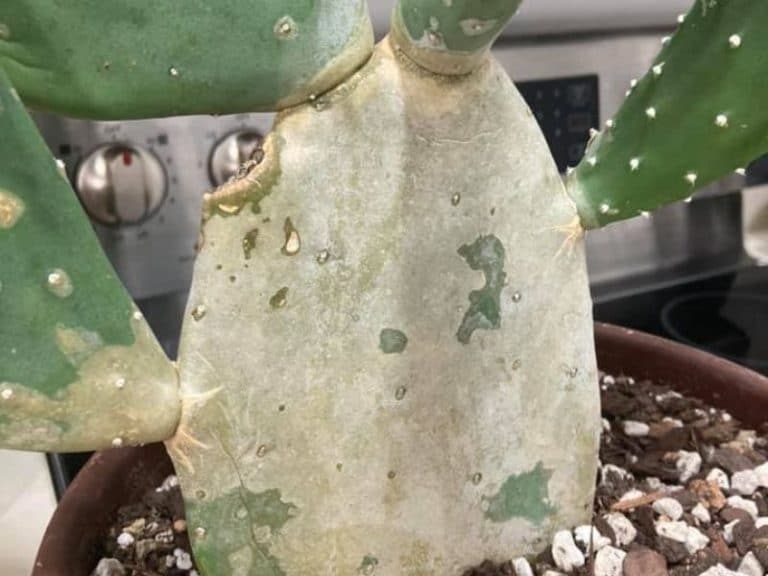 Cactus Turning White (Pale) – Causes and Solutions