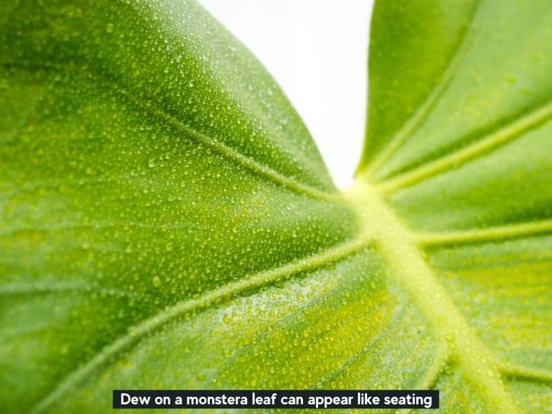 Dew on monstera leaves