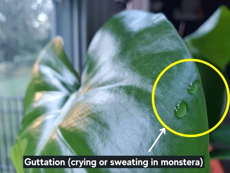 Monstera leaves dripping water