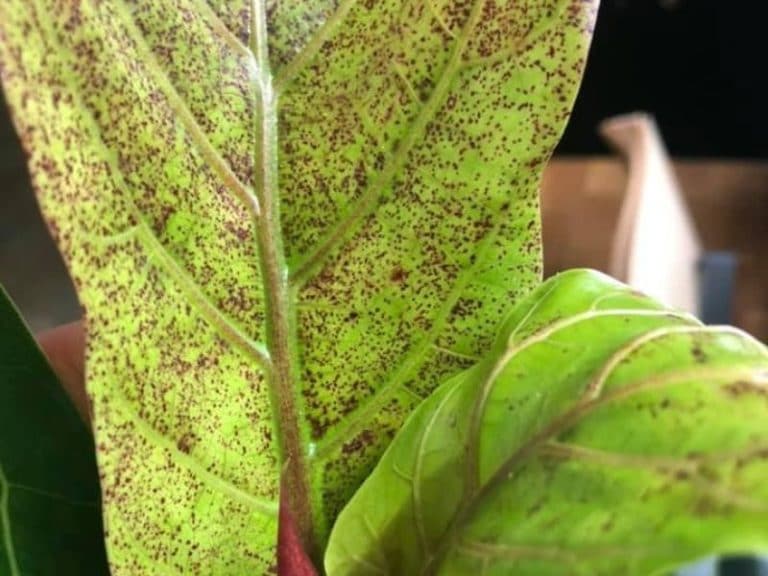 How to get rid of Spider mites on fiddle leaf fig