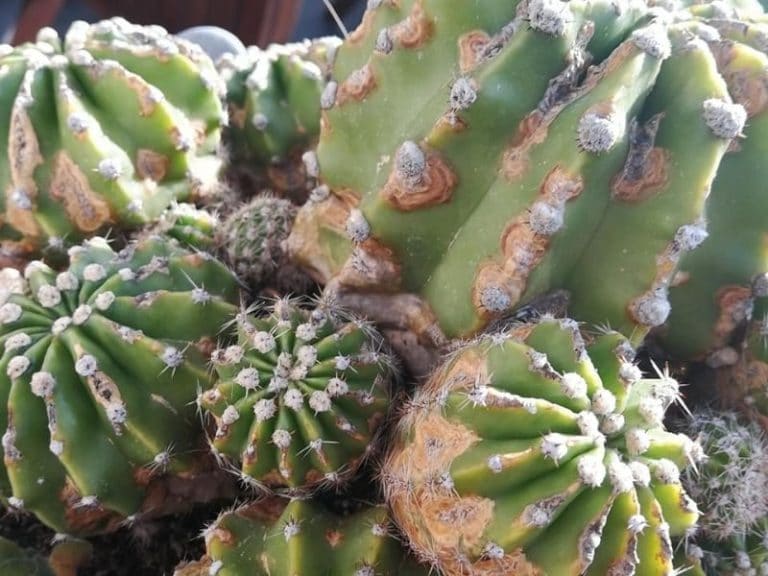 How Do You Get Rid of Brown Spots on Cactus?