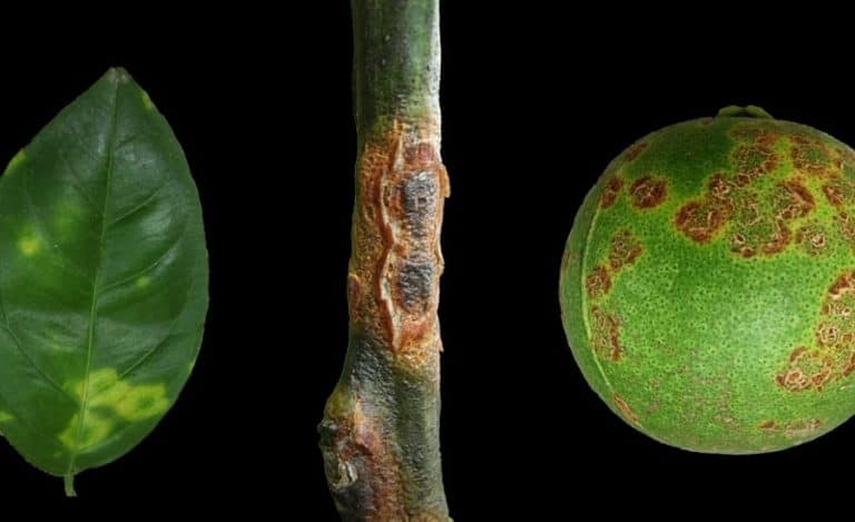 Citrus diseases and problems