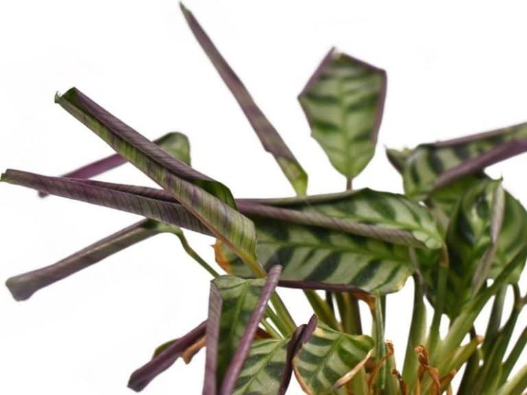 Calathea Leaves Drooping: Causes + How to Save the Prayer Plant