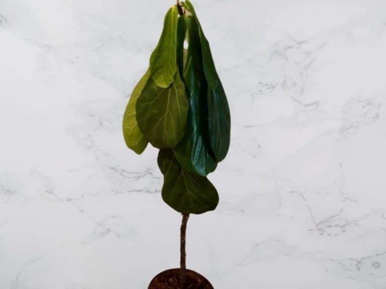 Fiddle Leaf Fig Leaves Drooping: Causes + How to Revive It