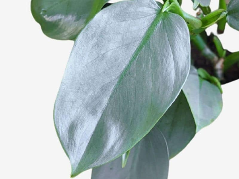 Silver Sword Philodendron - blue houseplant