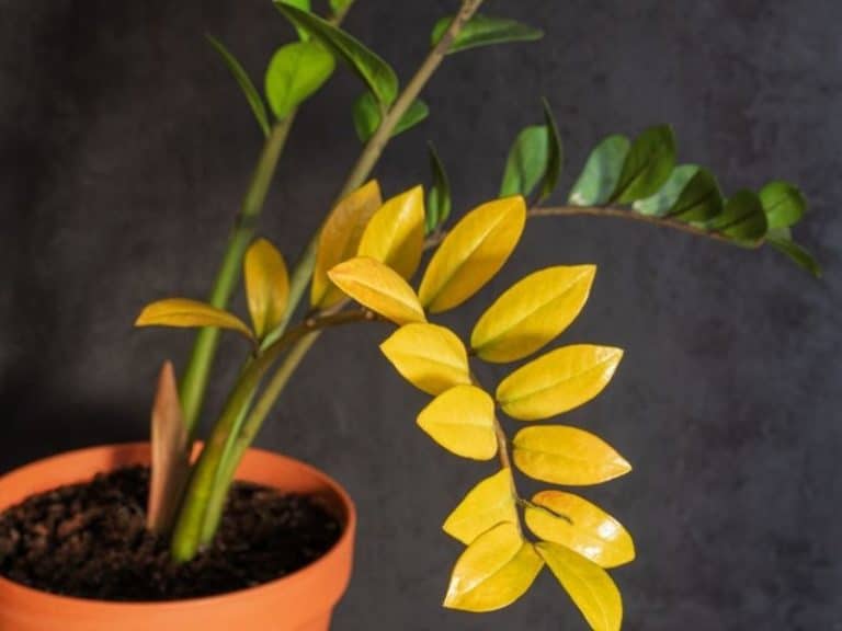 Yellow ZZ plant leaves