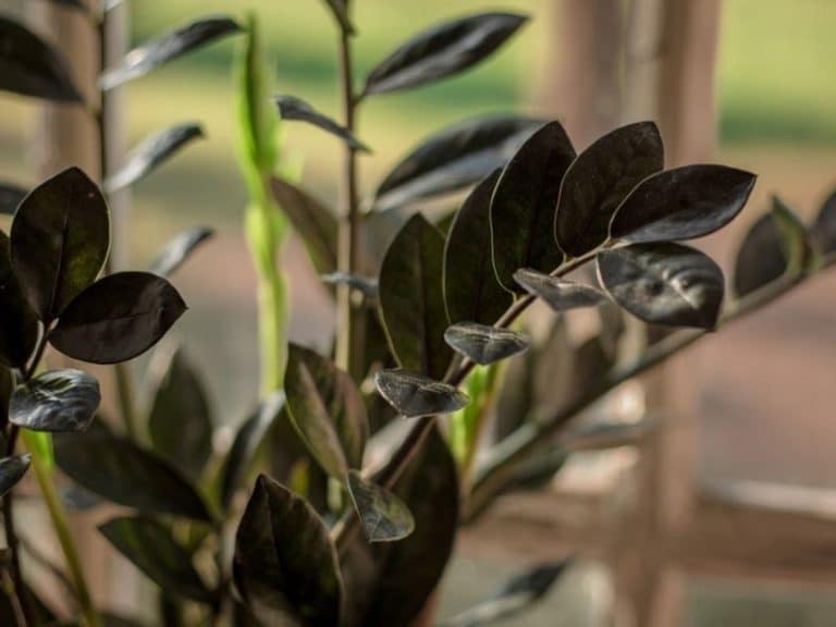 ZZ Raven black plant for indoors