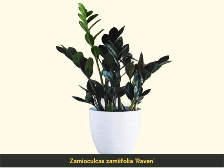 ZZ Plant Varieties (Types with Pictures)
