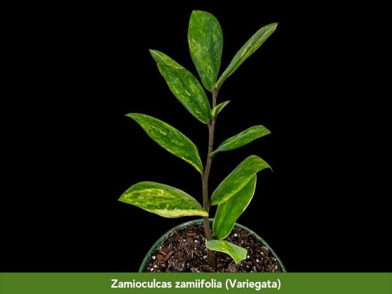 Zamioculcas zamiifolia (Variegata)