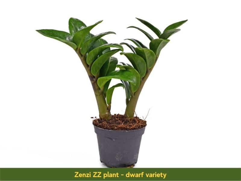 Zenzi ZZ plant variety
