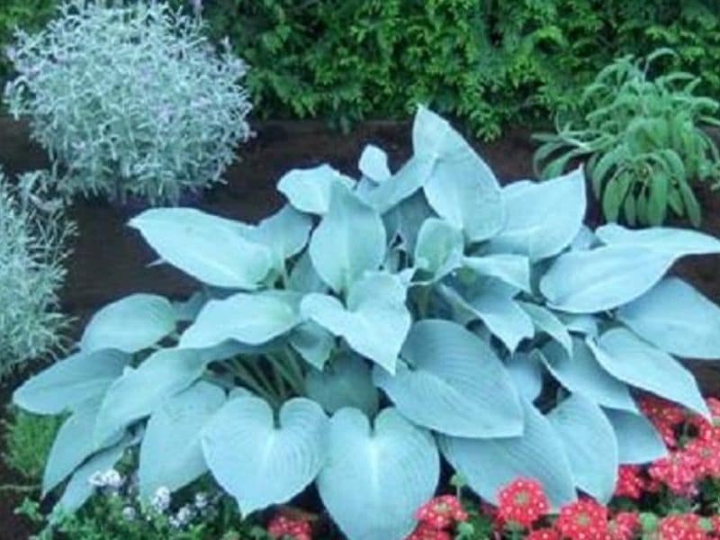 blue hosta plant